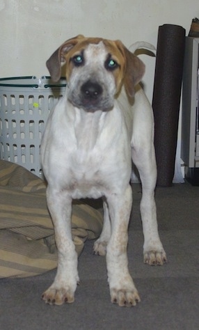 Close Up - A white with brown Bull Arab puppy is standing on a carpet with a blanket and a laundry basket behind it.