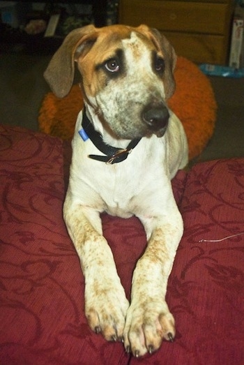 A white with brown and black Bull Arab puppy is laying on couch cushion and it is looking to the right.