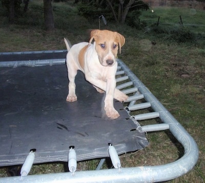 A white with brown Bull Arab puppy is walking around on a trampoline and it is looking forward.