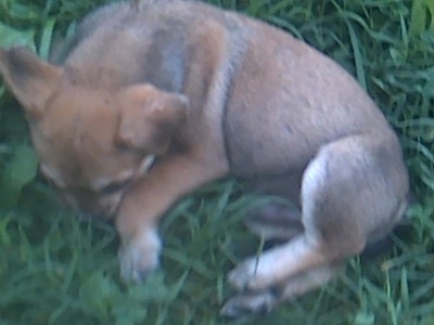 Close Up - Topdown view of a brown with white Bull-Aussie puppy that is sleeping in a ball, on a lawn and it has a paw over its nose.