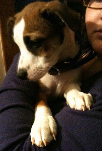 View from the front - A girl in glasses is holding a brown and white Frenchie/Boston Terrier/Jack Russell Terrier mix puppy in her arms.