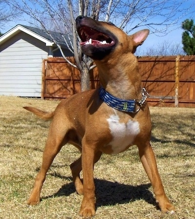 Spuds the Bull Terrier wearing a blue collar standing outside and looking towards the upper left with a fence and a shed in the background