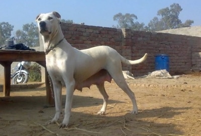 Left Profile - A white with tan Pakistani Mastiff dog is standing in dirt and it is looking forward. Its teets are hanging down from having a litter of puppies. There is a brick wall and a motorcycle behind it.