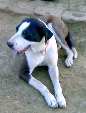 Front side view - A brown and white Pakistani Mastiff is laying in dirt and it is looking up and to the left. Its mouth is open and tongue is out. There is a brick ground surface behind it