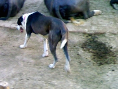 The back of a brown and white Pakistani Mastiff walking to the line of cattle. Its mouth is open and its head is down.