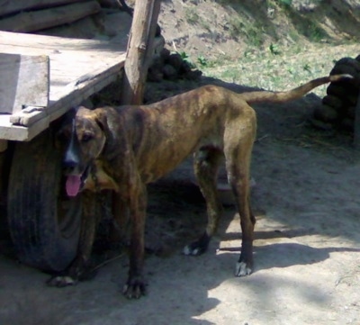 Front side view - A brown brindle with white Pakistani Mastiff is standing on dirt and under the shade of a flat bed wagon. It is panting.