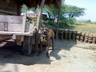 A brown brindle with white Pakistani Mastiff is standing on dirt and next to a wooden wagon. It is barking.