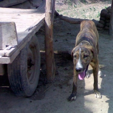 Front view - A brown brindle with white Pakistani Mastiff is standing in dirt in the shadow of a wooden flat-bed trailer. Its head is down and it is looking forward. Its mouth is open and tongue is out.