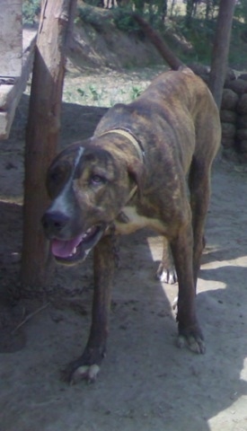 Front side view - A brown brindle with white Pakistani Mastiff is standing in shade and its head is level with its body. its mouth is open and its tongue is out.