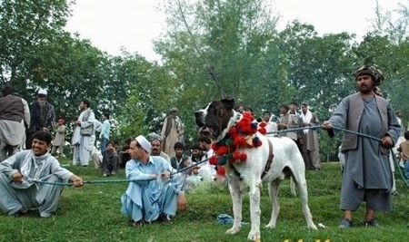 A white with brown Pakistani Mastiff dog is standing in a field with a red and black lai around its neck. There is a lot of people behind it. There is a green rope attached to the dog that three people are holding on to.