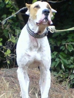 Close up front view - A white with tan Pakistani Mastiff dog is standing on a pile of hay in front of green bushes.