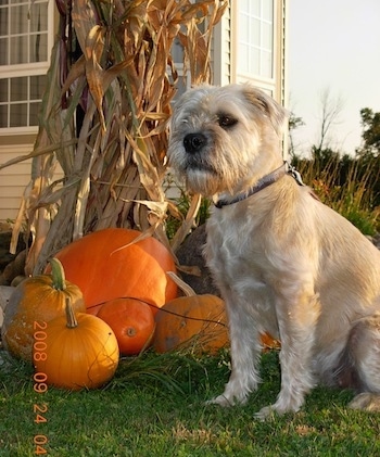 Izzie the Bully Wheaten sitting next to pumpkins