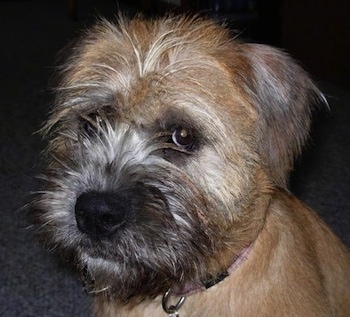 Close Up - Izzie the Bully Wheaten sitting on a carpet