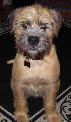 Close Up - Izzie the Bully Wheaten sitting on a rug