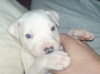 Close Up - Sirus the Bullypit puppy being pet by a person