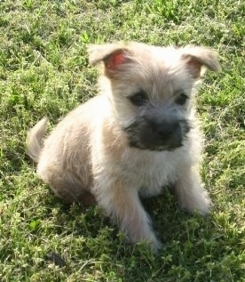 CairnTerrierPuppy9WeeksHarper.jpg