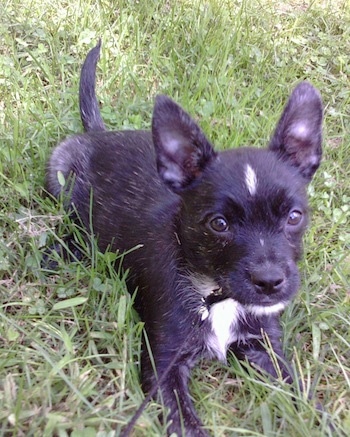 Zoey the black and white Cairoston laying outside in grass and looking at the camera holder