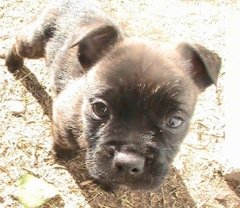 Close Up - dark brown brindle Cairoston Puppy standing outside and looking at the camera holder