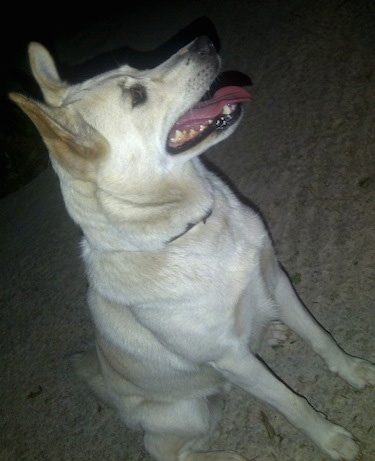 Lola the white Canaan Dog is sitting on a carpet and looking to the right with her mouth open and tongue out