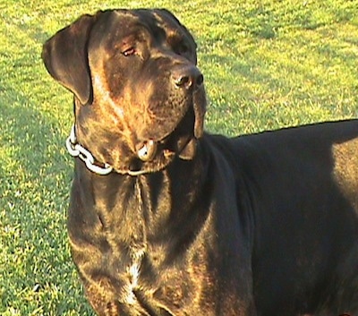 Close Up - Remy Martin the dark brown brindle Cane Corso is wearing a thick chain link collar standing outside and looking to the right