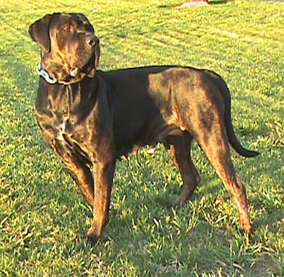 Remy Martin the brown brindle Cane Corso is wearing a thick chain link collar standing outside