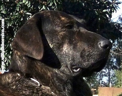 Close Up - Cao de Castro Laboreiro laying outside and there is a tree in the background. The website - www.villalaboreiro.com - is overlayed down the left side