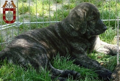 A Cao de Castro Laboreiro puppy is laying in a pen outside. There is an emblem overlayed at the top left of the screen. The website - www.villalaboreiro.com - is overlayed down the right side