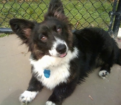 Dyson the fluffy Cardigan Corgi is laying in front of a gate. Its head is tilted to the left and its mouth is open a little bit