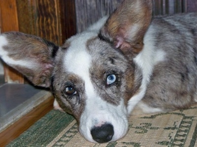 Close Up - Scout the Cardigan Welsh Corgi is laying on a rug in front of a doorway