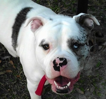 Close Up - Colt the Catahoula Bulldog  is standing outside with its mouth open and its tongue is out