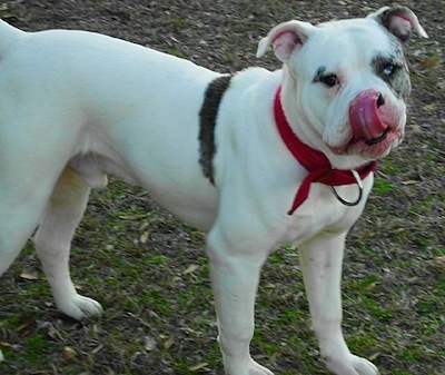 Colt the Catahoula Bulldog is standing in grass outside and licking its nose