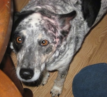 Callie the Cattle Collie Dog standing on a hardwood floor in front of a person and a table looking up