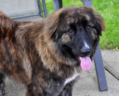 Ozzy the Caucasian Shepherd Dog is standing in front of a lawn chair with its mouth open and tongue out