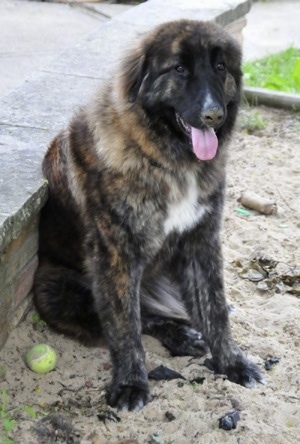 Ozzy the Caucasian Shepherd Dog is sitting in dirt leaning against a brick wall and a tennis ball