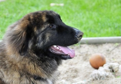 Close Up - Ozzy the Caucasian Shepherd Dog is sitting in a sand box with its mouth open and tongue out. There is a ball in the background