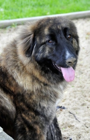 Close Up - Ozzy the Caucasian Shepherd Dog is sitting in sand. There is sand on her nose. Her mouth is open and her tongue is out