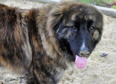 Ozzy the Caucasian Shepherd Dog is standing in sand with its mouth open and tongue out