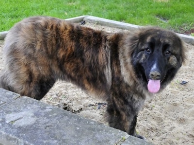 Ozzy the Caucasian Shepherd Dog is standing in sand and looking back at the camera holder