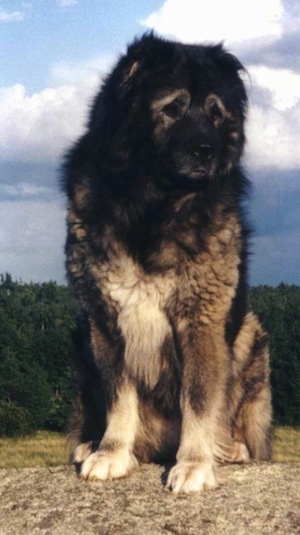 Giant Caucasian Mountain Dog