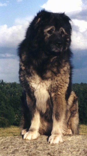 Tszaker the Caucasian Ovcharka is sitting on a rock and looking down and to the right