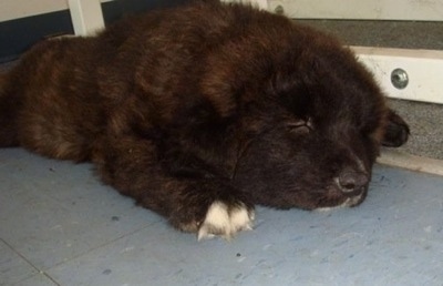 Draka the Caucasian Shepherd puppy is sleeping on a floor