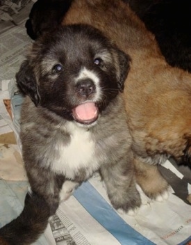 Kira the Caucasian Shepherd as a puppy sitting on newspapers, next to lots of other puppies