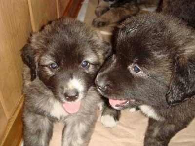 Close Up - Kira (left) and Draka (right) the Caucasian Shepherd as Puppies next to a wooden cabinet