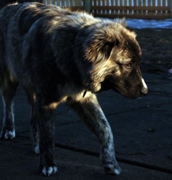 Kira Akuma Junior the Caucasian Shepherd Dog is walking down a concrete path