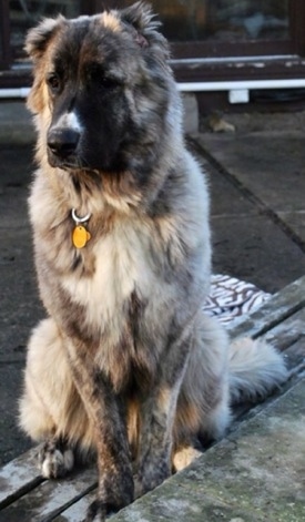 Kira Akuma Junior the Caucasian Shepherd Dog is sitting on a wooden bench