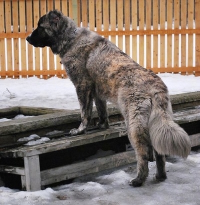 Kira Akuma Junior the Caucasian Shepherd Dog is standing on top of a wooden bench looking to the left