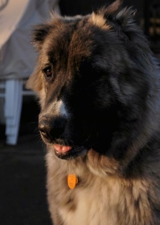 Close Up - Kira Akuma Junior the Caucasian Shepherd Dog is sitting outside and her mouth is slightly open