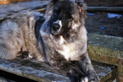 Kira Akuma Junior the Caucasian Shepherd Dog is laying on a wooden bench outside. Her head is slightly tilted to the right