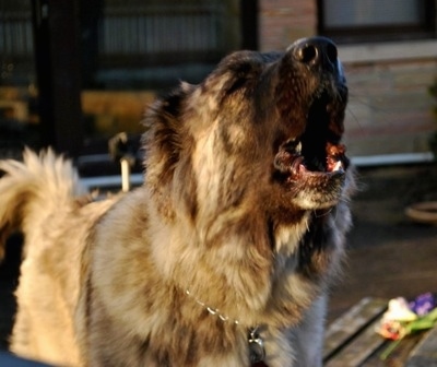 Kira Akuma Junior the Caucasian Shepherd Dog is barking and looking to the right