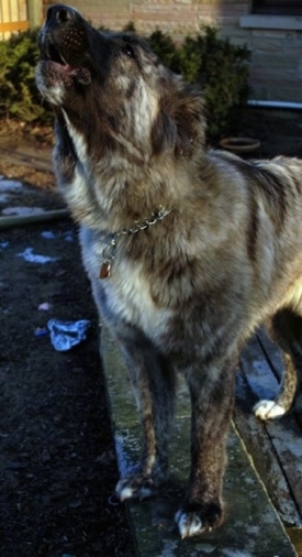 Kira Akuma Junior the Caucasian Shepherd Dog is barking and standing on a wooden bench
